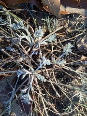 Artemisia campestris caudata