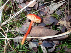 Hygrocybe substrangulata