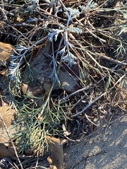 Artemisia campestris caudata