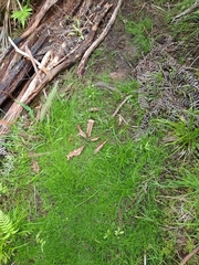 Schoenus maschalinus