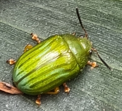 Calomela pallida