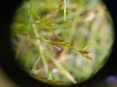 Schoenus maschalinus