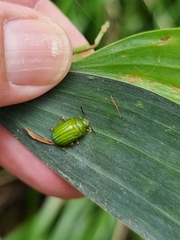 Calomela pallida