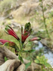 Alstroemeria psittacina