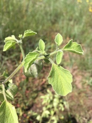 Physalis neomexicana