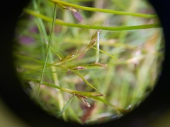 Schoenus maschalinus