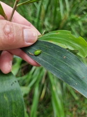 Calomela pallida