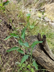 Alstroemeria psittacina