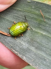 Calomela pallida