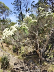 Melaleuca linariifolia