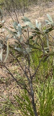 Grevillea glauca