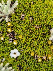 Dracophyllum muscoides