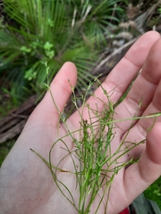 Schoenus maschalinus