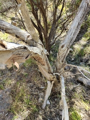 Melaleuca linariifolia