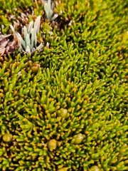 Dracophyllum muscoides