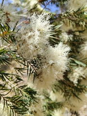 Melaleuca linariifolia