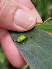 Calomela pallida