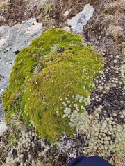 Dracophyllum muscoides