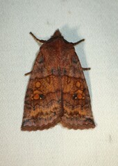 Eupsilia tristigmata