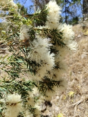 Melaleuca linariifolia