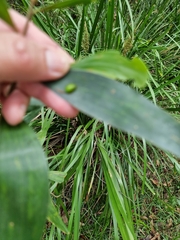 Calomela pallida