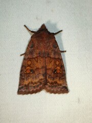 Eupsilia tristigmata