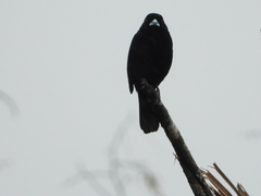 Ramphocelus flammigerus