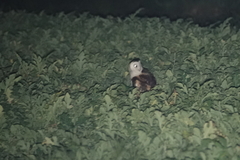 Tyto longimembris pithecops