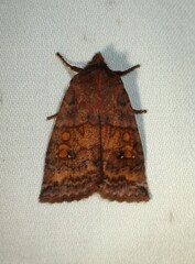Eupsilia tristigmata