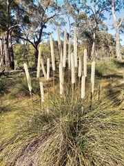 Xanthorrhoea caespitosa