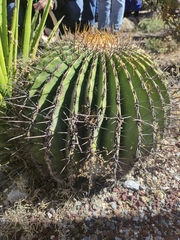 Echinocactus platyacanthus
