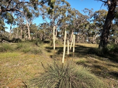 Xanthorrhoea caespitosa