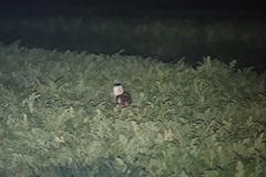 Tyto longimembris pithecops