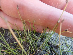 Isolepis cernua