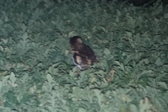 Tyto longimembris pithecops