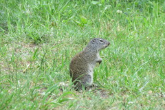 Poliocitellus franklinii