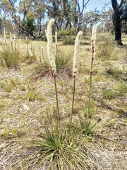 Xanthorrhoea caespitosa