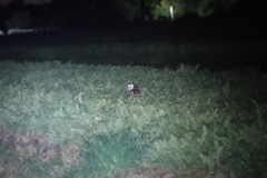 Tyto longimembris pithecops