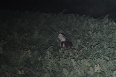 Tyto longimembris pithecops