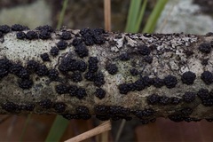 Annulohypoxylon truncatum