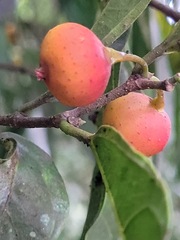 Ficus irisana
