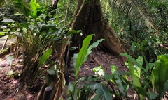 Niphidium crassifolium