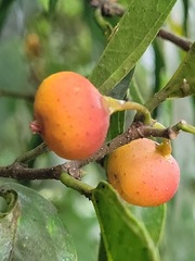 Ficus irisana