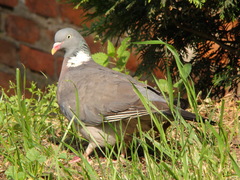 Columba palumbus