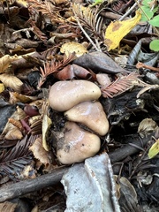 Gomphidius oregonensis