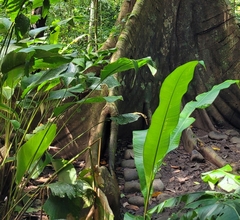 Niphidium crassifolium