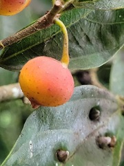 Ficus irisana