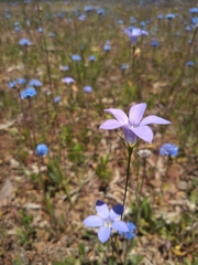 Wahlenbergia
