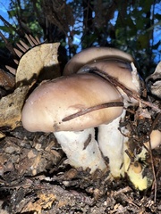 Gomphidius oregonensis