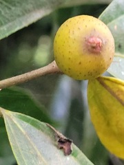 Ficus irisana